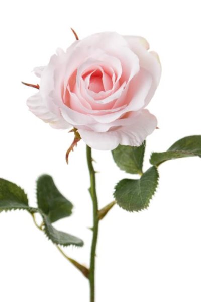Rosa utslagen ros med gröna blad