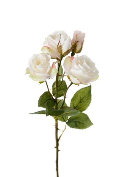 Vacker vit ros buskros i hög modell. Med två utslagna blommor, en knopp och flera gröna blad. Lika vacker att ha ensam i en vas