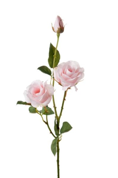 Vacker vit ros buskros i hög modell. Med två utslagna blommor, en knopp och flera gröna blad. Lika vacker att ha ensam i en vas 
