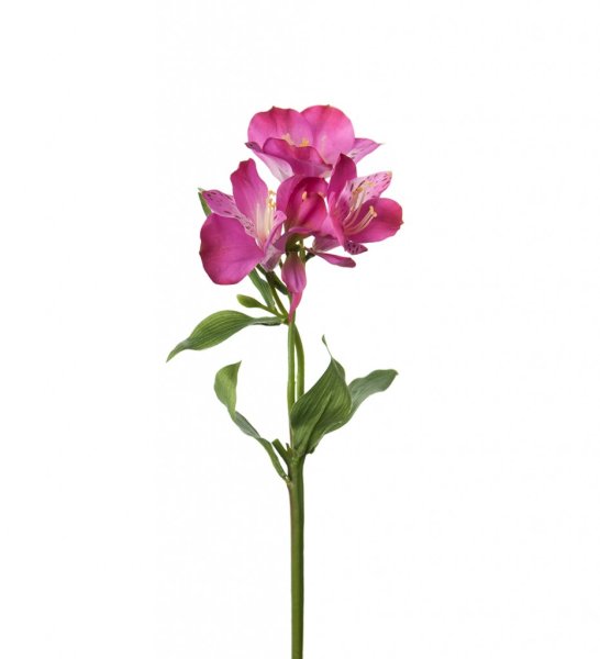 Alstromeria blomma