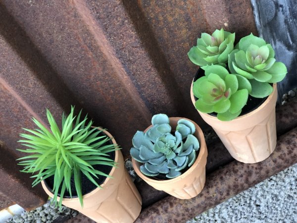 Grön spretig echeveria blomma/växt i kruka. En stilfull lättplacerad blomma i mindre modell som passar lika bra ensam i en ytter