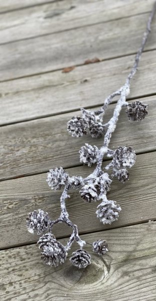 Vinter kvist med kottar och puder snö. Vacker stor/hög och fyllig modell med flera grenar. Att hänga och dekorera med eller lägg