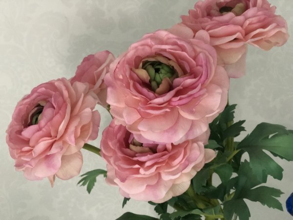 Vacker rosa ranunkel i stor utslagen modell med ljusgrön längre stjälk och ljusgröna blad. En levande välarbetad och detalj ful