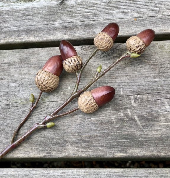 Natur trogen kvist /gren med ekollon. Att dekorera, pynta och pyssla med. Från Mr Plant mäter ca 30cm