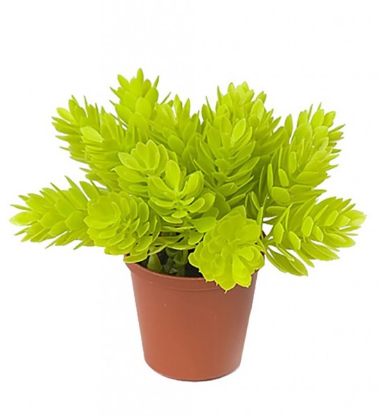 Vår grön Sedum växt i kruka. Med vackra små gröna blad på varje gren. Står i en plastat innerkruka som med fördel kan ställas i