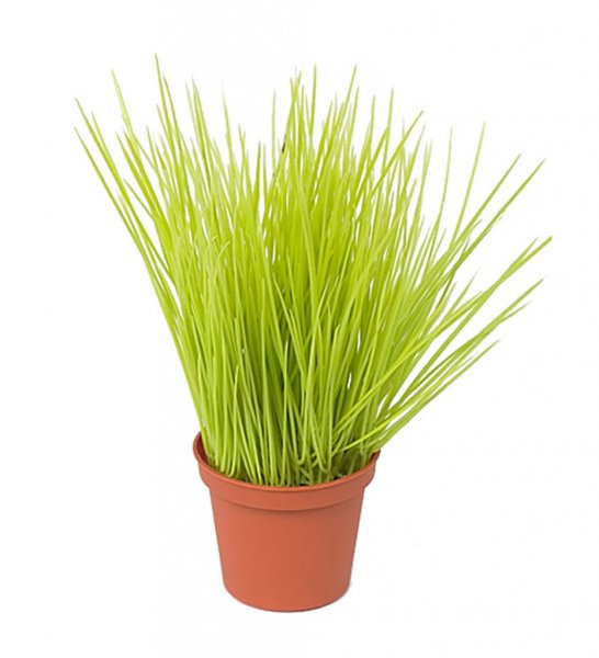 Vår grönt långt/högt gräs i kruka. I fyllig tät modell. Står i en plastat innerkruka som med fördel kan ställas i en större kruk