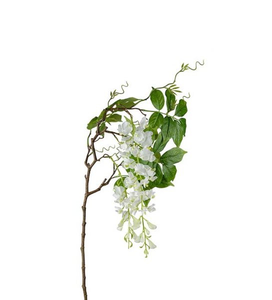 Visteria blomma med vackert fall
