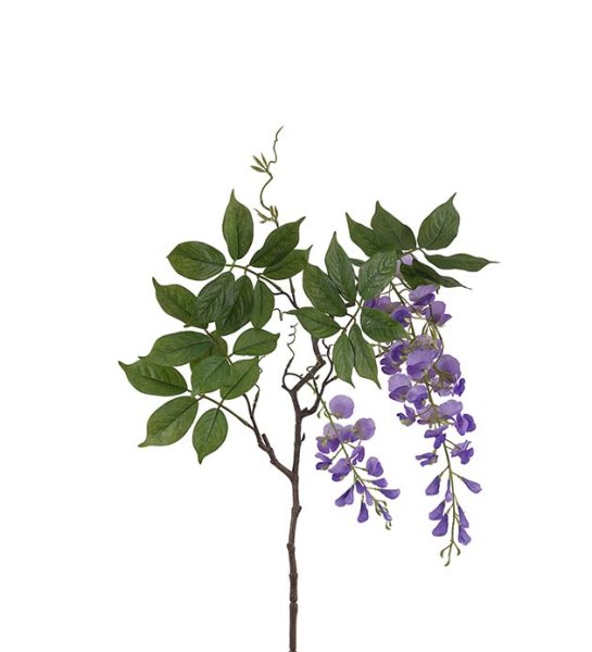 Visteria blomma med vackert fall