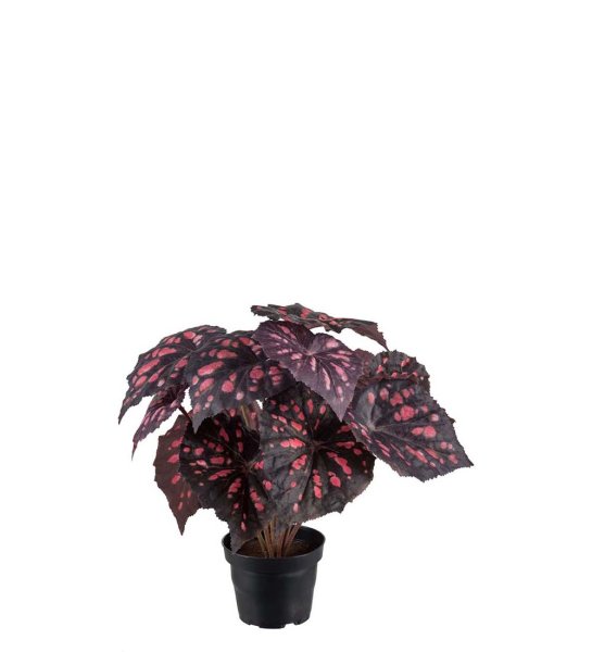 Rexbegonia i kruka med flera blad