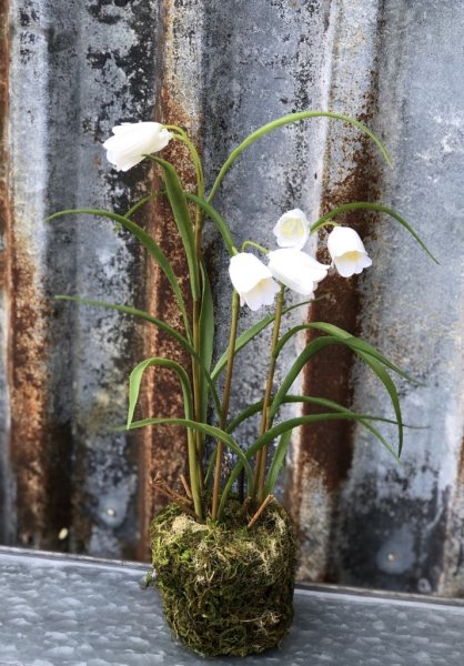 Vacker moss beklädd planta med kungsängsliljor Frittilaria. Med stilfulla vita klockor och gröna blad. Välarbetad och verklighet