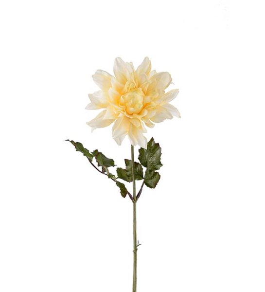 Gul Dahlia med gröna blad