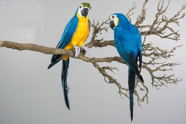 Vacker blå och gul papegoja i fjädrar och dun. Verklighetstrogen konstgjord och vacker modell.    Mäter ca 43*11,5cm  Säljes per