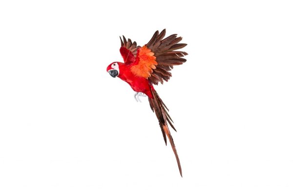 Vacker röd papegoja i fjädrar och dun, med breda utsträckta vingar. Verklighetstrogen konstgjord och vacker modell. Större med v