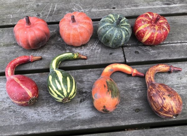 Höst pumpor i olika modeller, välarbetade och vackra i konstgjord mindre modell. Att dekorera med i ett arrangemang av blommor e