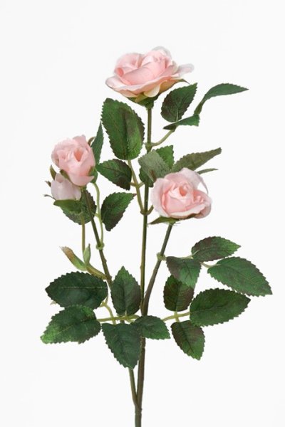 Vacker kvist med rosa rosor och gröna blad. Att pynta och pyssla dekorera med sätta i en vas bygga en bukett eller lägga på hyll