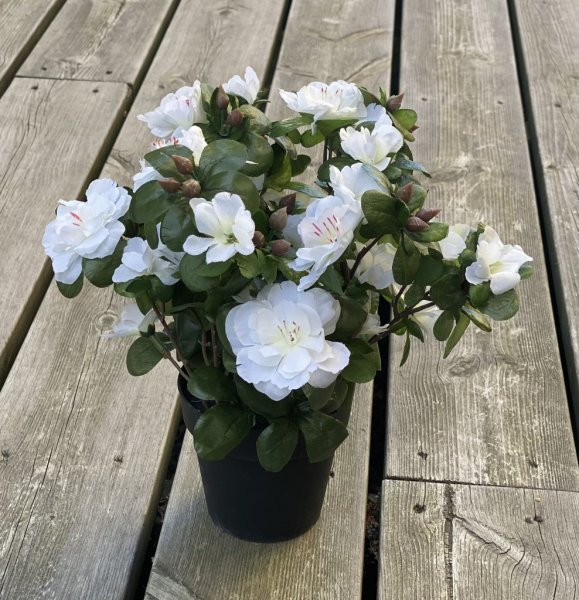 Vit azalea i kruka. fyllig modell med flera blommor och gröna blad. Blomman står i en plastad innerkruka . Välarbetad konstgjord