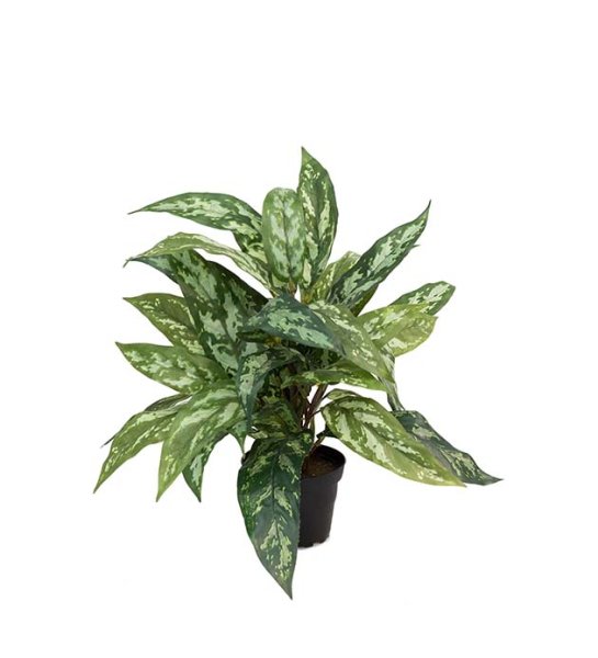Grön bladig Aglonema blomma / växt i kruka