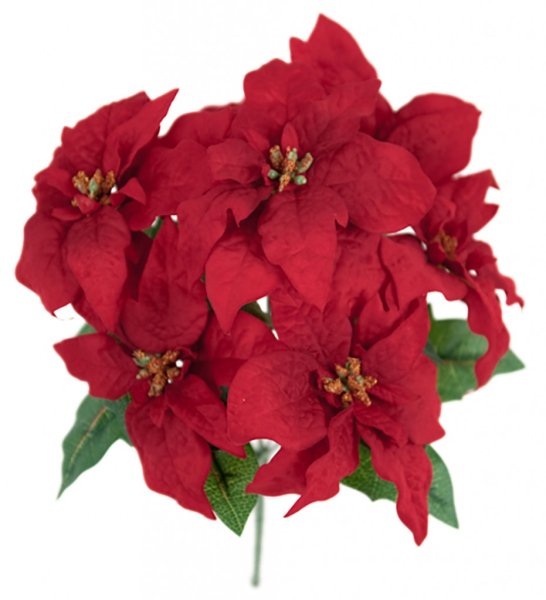 Vacker bukett med klassisk röda julstjärnor med gröna blad. Om bukett med flera blommor . Att dekorera med ensam eller tillsamma