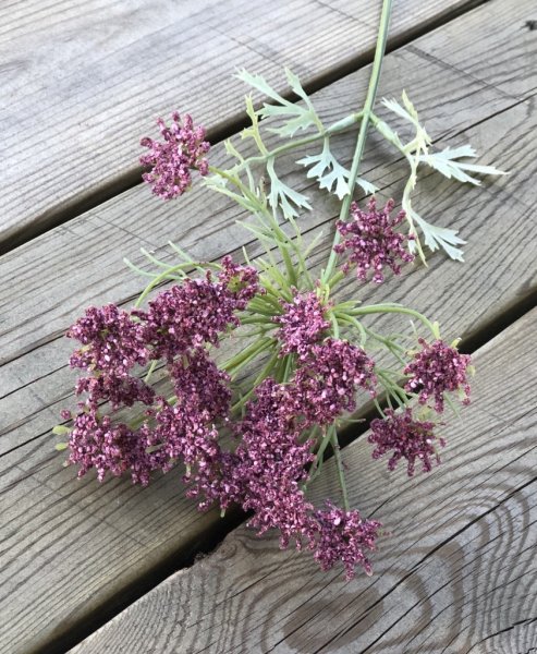 Vacker Trachelium blomma / kvist i fin lila / rosa nyans. Med lång stjälk och flera blommor. En blomma som passar lika bra ensam