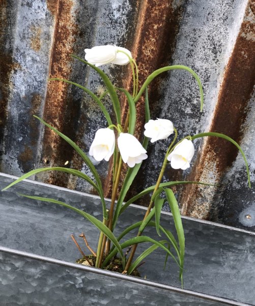 Vacker moss beklädd planta med kungsängsliljor Frittilaria. Med stilfulla vita klockor och gröna blad. Välarbetad och verklighet