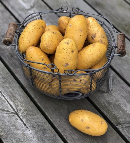 Klassisk potatis i konstgjord modell att dekorera och pynta med. Fylla en korg eller låda tex. Lägga tillsammans med rotsaker oc