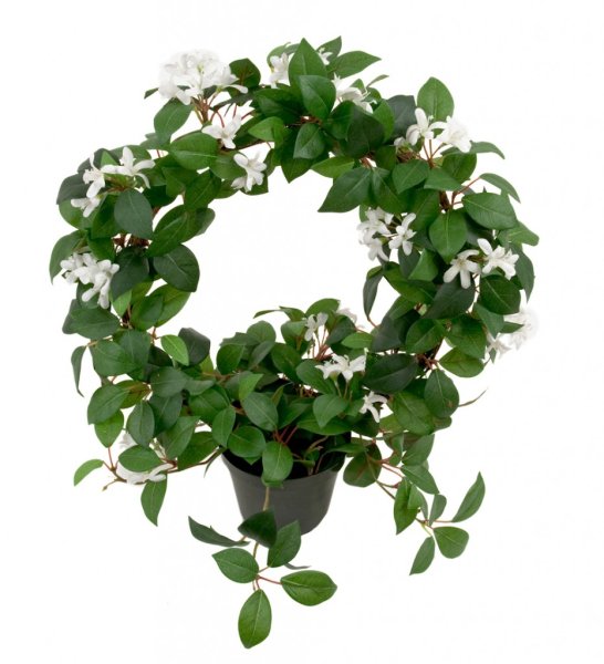 Vacker Jasmin i båge med gröna blad och vita blommor. I tätare fylligare modell som står i en plastad inne kruka . Välarbetad oc