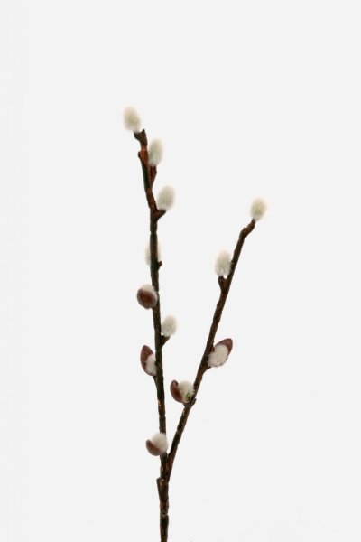 Vide kvist videkissar på gren verklighetstrogna konstgjorda. Att dekorera och pynta med.