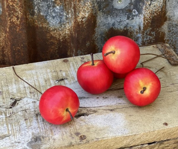 Rött äpple på stick / ståltråd. Att dekorera med sticka ner i ett arrangemang eller vira fast i tex julgranen. Varje äpple mäte
