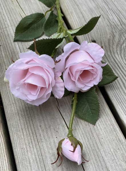 Vacker vit ros buskros i hög modell. Med två utslagna blommor, en knopp och flera gröna blad. Lika vacker att ha ensam i en vas 