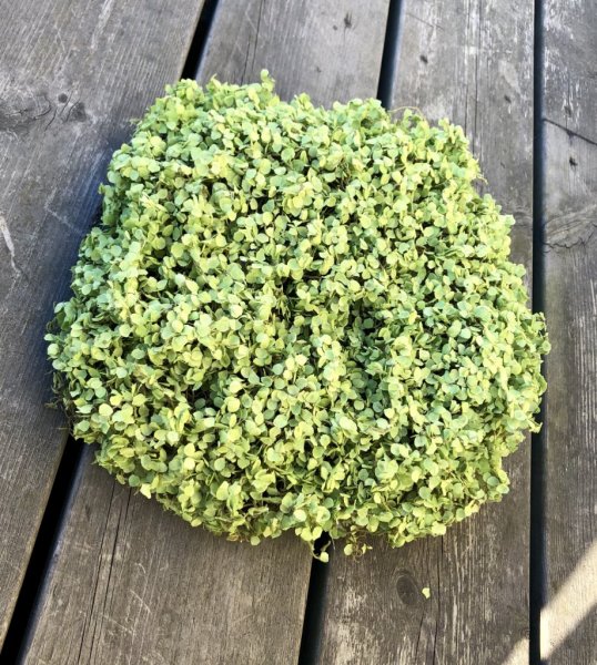 Hemtrevnad grön växt/tuva i konstgjord modell. Att dekorera med Från Mr Plant Mäter ca 25cm rakt över