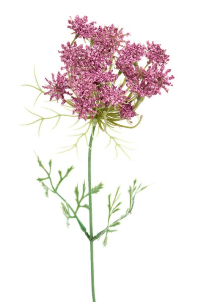 Vacker Trachelium blomma / kvist i fin lila / rosa nyans. Med lång stjälk och flera blommor. En blomma som passar lika bra ensam
