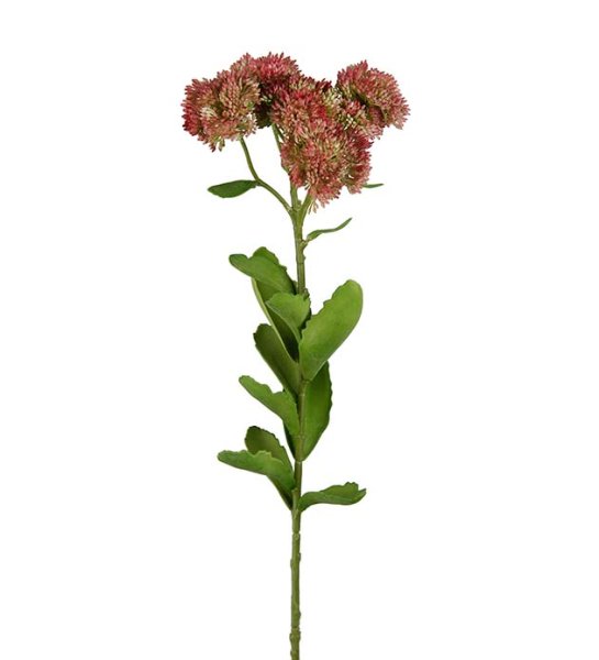 Kärleksört i större högre modell med röda blommor och gröna blad. Med flera klockor och lång stjälk. Lika fin ensam som tillsamm
