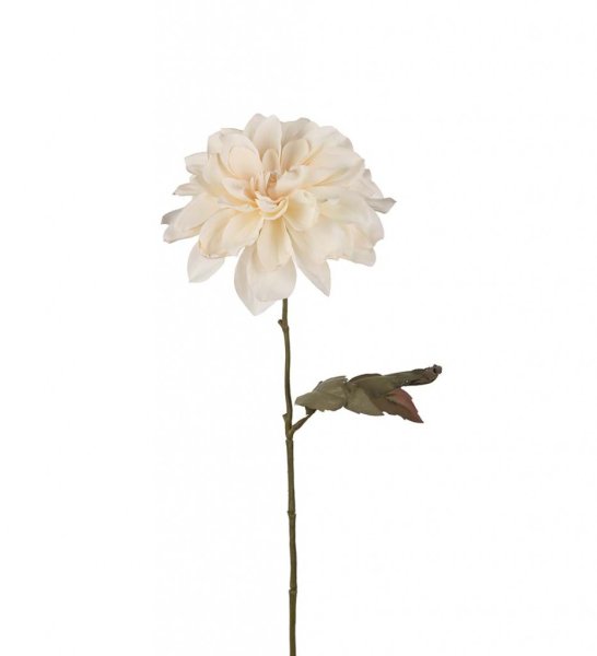Vacker Dahlia modell cream med mjukt murrigt gröna blad. I fyllig fin modell som gör sig lika bra ensam som tillsammans med and