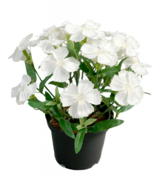 Vit borstnejlika i kruka. Med små blommor och gröna blad. Blomman står i en plastad innerkruka. Höjd: ca 21 Mått krukan: 7*9cm