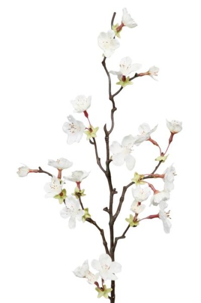 Vit gren av körsbärsblom i större med blommor och blad