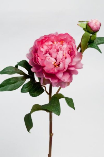 Stor rosa pion gren/kvist med blomma, knopp och blad. Stor i fyllig modell med lång stjälk/stam, välarbetad och verklighetstroge
