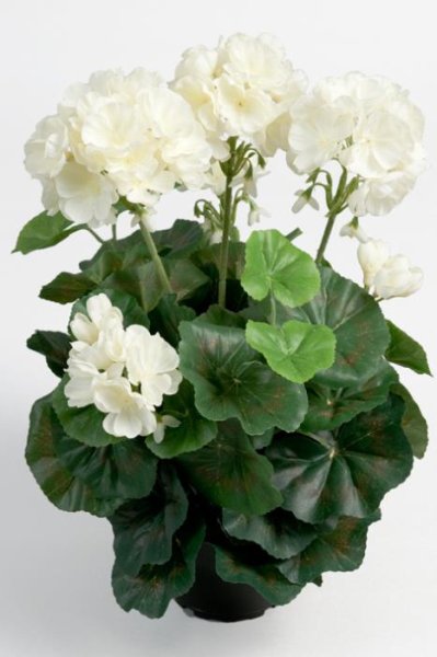 Verklighetstrogen konstgjord vit (lätt Cream vit) pelargon i kruka. I tät modell med många blommor och gröna blad. Pelargonen st