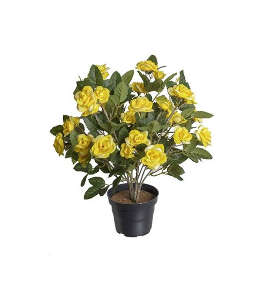 Fyllig färgglad större ros i kruka med gröna blad
