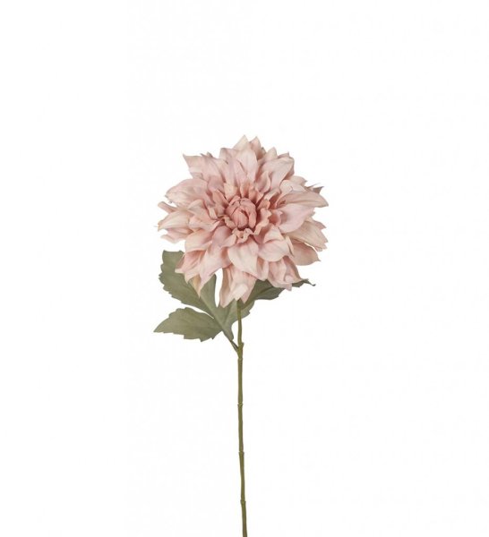 Vacker mjukt rosa utslagen Dahlia med mjukt murrigt gröna blad. I fyllig fin modell som gör sig lika bra ensam som tillsammans m