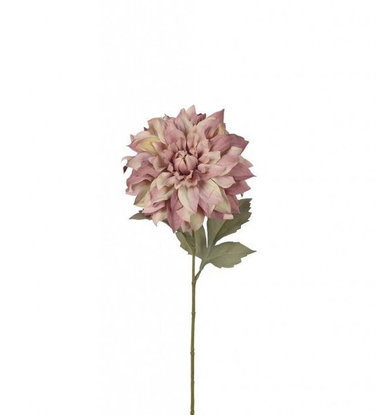 Vacker rosa/lila utslagen Dahlia med mjukt murrigt gröna blad. I fyllig fin modell som gör sig lika bra ensam som tillsammans me