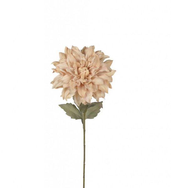 Vacker beige utslagen Dahlia med mjukt murrigt gröna blad. I fyllig fin modell som gör sig lika bra ensam som tillsammans med an