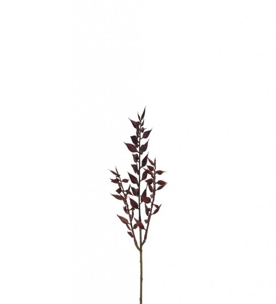 Ruscus kvist Burgundy med flera blad. Fyllig fin modell som är lika vacker ensam som tillsammans med fler eller andra blommor i