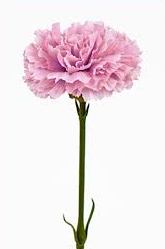 Vacker rosa lätt rosa lila nejlika med lång stjälk. Verklighetstrogen välarbetad konstgjord blomma. Lika vacker och passade ensa