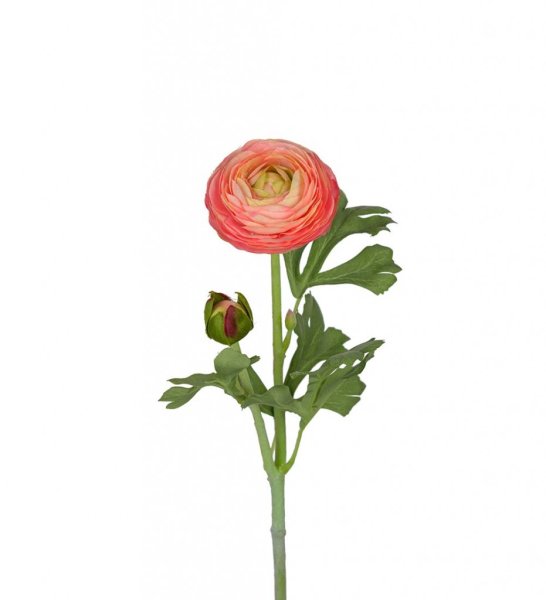 Ranunkel med gröna blad
