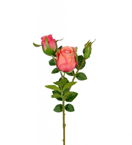 Vacker aprikos rosa ros / buskros kvist med flera blommor och gröna blad. Välarbetad vacker konstgjord ros med hög verklighets t