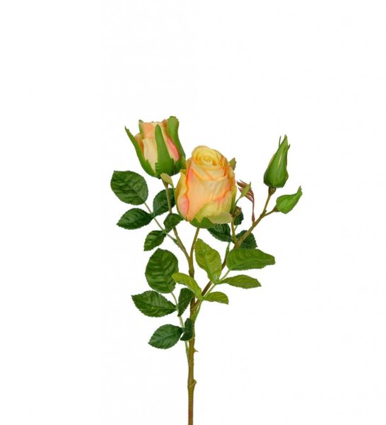 Vacker gul orange aprikos ros / buskros kvist med flera blommor och gröna blad. Välarbetad vacker konstgjord ros med hög verklig