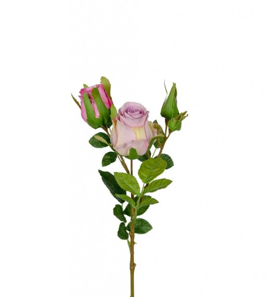 Vacker lila ros / buskros kvist med flera blommor och gröna blad. Går i två nyanser av lila mixad mörk lila och ljus lila. Välar