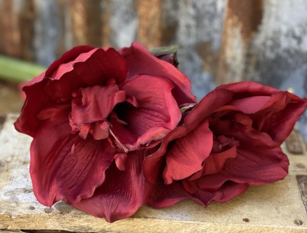 Vacker mörkröd Amaryllis med lång kraftig stjälk. Utan lök i så kallad snittblomma för vaser och buketter tex. Med flera blommor