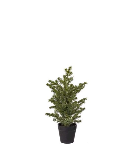 Grön gran i kruka 