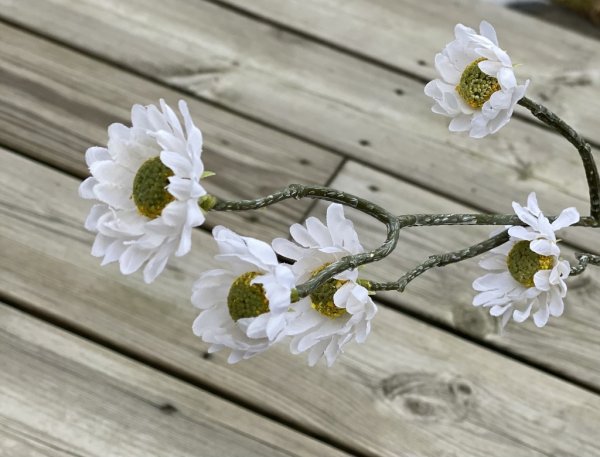 Prästkrage vit och gul sommar blomma i dova nyanser med gröna blad och lång stjälk. Lika fin ensam som tillsammans med andra blo